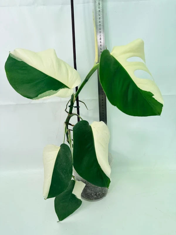 Monstera Albo Variegata HALF MOON
