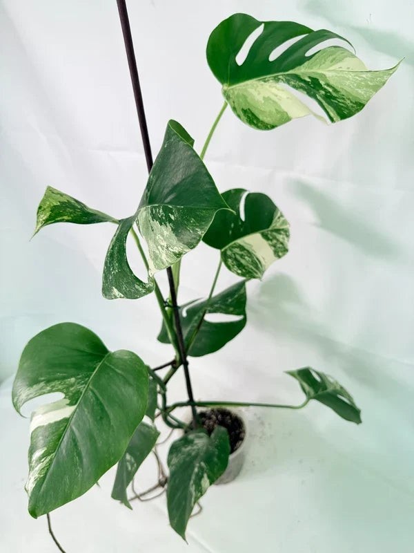 Monstera Albo Variegata XL