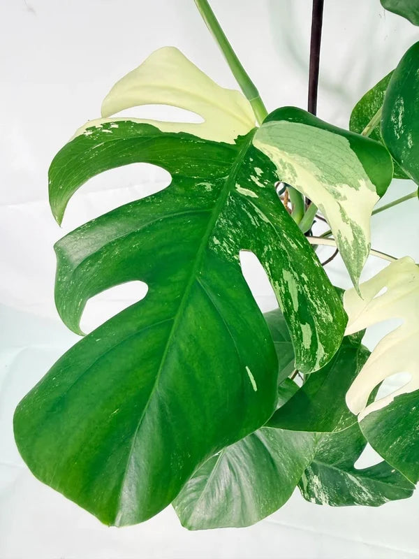 Monstera Albo Variegata XXL
